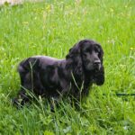 Cocker Spaniel