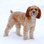 Cockerpoo