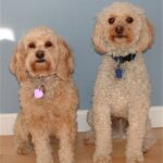 Cockerpoo