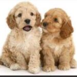 Cockerpoo