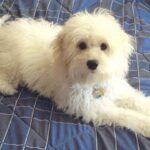 Cockerpoo