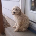 Cockerpoo