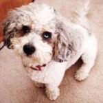 Cockerpoo