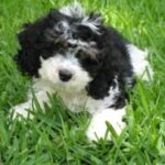 Cockerpoo
