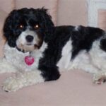 Cockerpoo