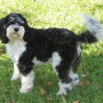Cockerpoo