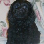 Cockerpoo