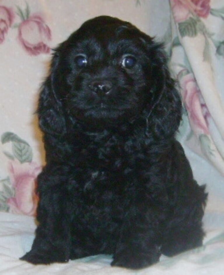 Cockerpoo