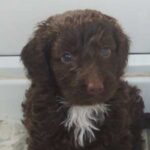 Cockerpoo