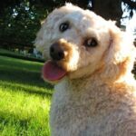 Cockerpoo