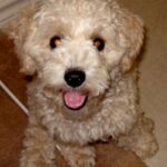 Cockerpoo