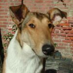 Collie Korthåret