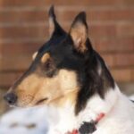 Collie Korthåret