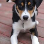 Collie Korthåret