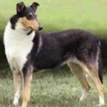 Collie Korthåret
