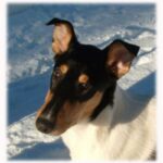 Collie Korthåret