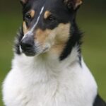 Collie Korthåret