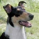 Collie Korthåret