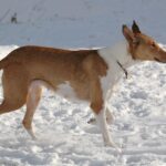 Collie Korthåret
