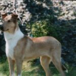 Collie Korthåret