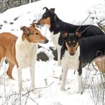 Collie Korthåret