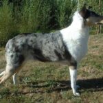 Collie Korthåret