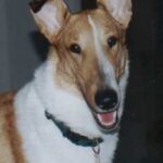 Collie Korthåret