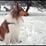 Collie Langhåret
