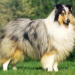 Collie Langhåret