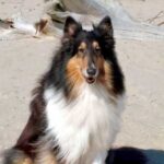 Collie Langhåret