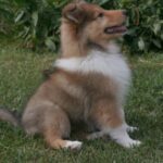 Collie Langhåret