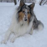 Collie Langhåret