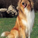 Collie Langhåret