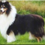 Collie Langhåret