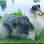 Collie Langhåret