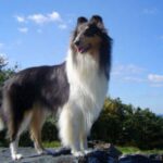 Collie Langhåret