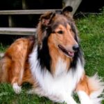 Collie Langhåret