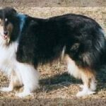 Collie Langhåret