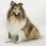 Collie Langhåret