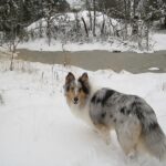 Collie Langhåret