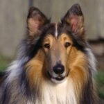 Collie Langhåret