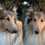 Collie Langhåret