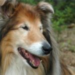 Collie Langhåret