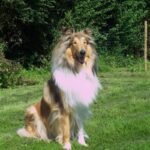 Collie Langhåret