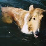 Collie Langhåret