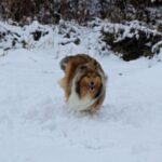 Collie Langhåret
