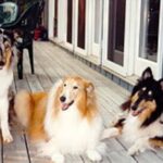 Collie Langhåret
