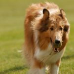 Collie Langhåret