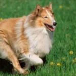 Collie Langhåret