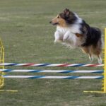 Collie Langhåret